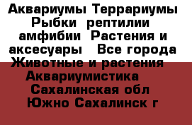 Аквариумы.Террариумы.Рыбки, рептилии, амфибии. Растения и аксесуары - Все города Животные и растения » Аквариумистика   . Сахалинская обл.,Южно-Сахалинск г.